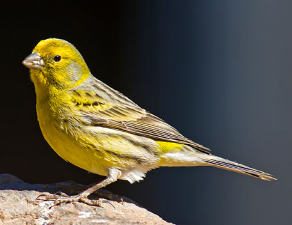 El canari (Serinus canaria)