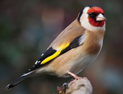 La cardina (Carduelis carduelis)