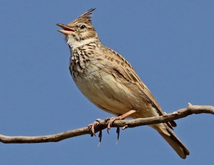 La cogullada (Galerida cristata)