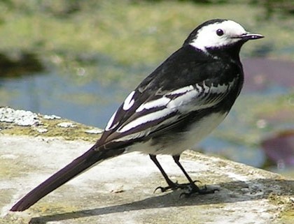 La cueta (Motacilla alba)