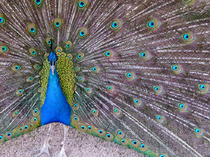 Els Jardins de la Devesa. La fauna