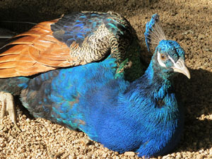 Els Jardins de la Devesa. La fauna