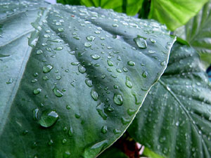 Els Jardins de la Devesa. La Flora