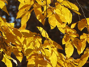 Els Jardins de la Devesa. La Flora