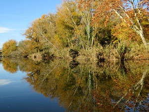 Els Jardins de la Devesa. La Flora