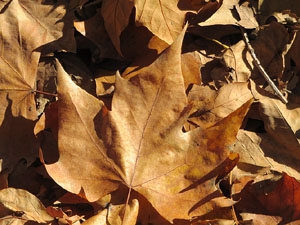 Els Jardins de la Devesa. La Flora