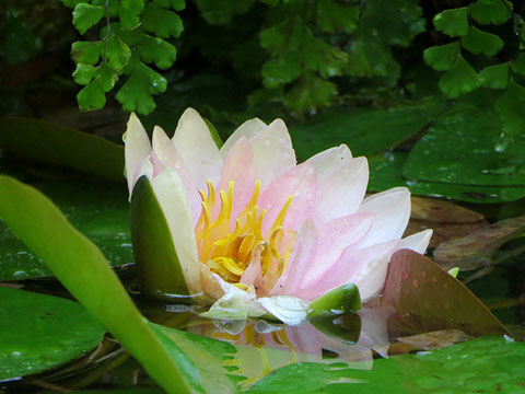 Flor de nen&uacute;far blanc (Nymphaea alba) al brollador