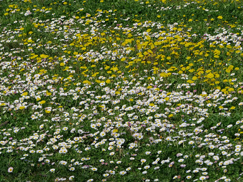 Itinerari de la font de la Teula a les Deveses d'en Bru