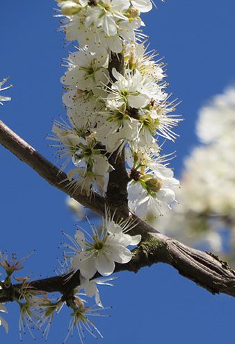 Ar&ccedil; blanc (Crataegus monogyna). 11/03/2021