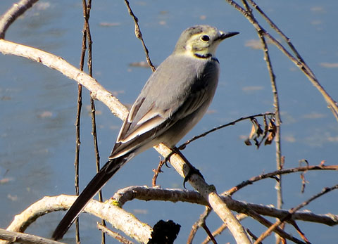 Cuereta blanca (Motacilla alba) a les Deveses d'en Bru