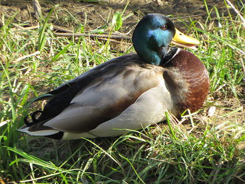 Observacions naturalistes. Ànec collverd mascle (Anas platyrhynchos) a les Deveses d'en Bru