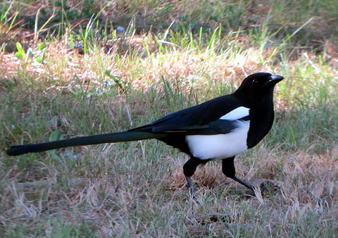 Observacions naturalistes. Garsa (Pica pica) a les Deveses d'en Bru