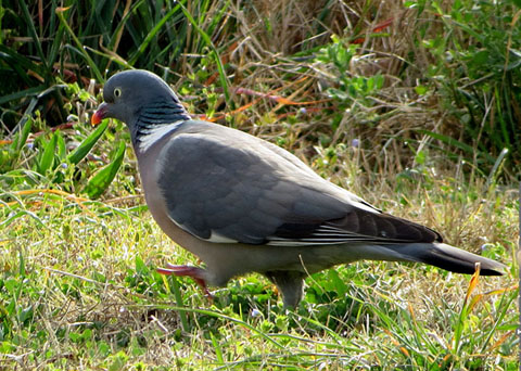 Observacions naturalistes. Tudó (Columba palumbus) a les Deveses d'en Bru