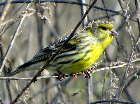 Gafarró (Serinus serinus) a les Deveses d'en Bru