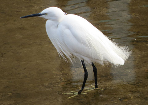 Martinet blanc (Egretta garzetta) a les Deveses d'en Bru