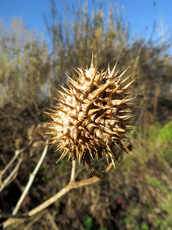 Observacions naturalistes. Fruit de l'estramoni (Datura stramonium). 27/01/2021