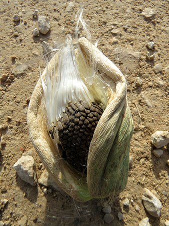 Observacions naturalistes. Fruit de miraguà fals (Araujia sericifera). 27/01/2021