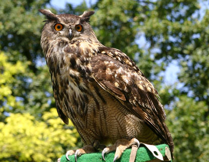 El duc (Bubo bubo)