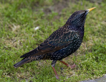 L'estornell (Sturnus vulgaris)