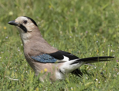 El gaig (Garrulus glandarius)