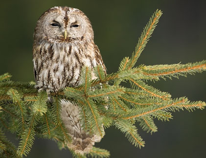 El gamarús (Strix aluco)