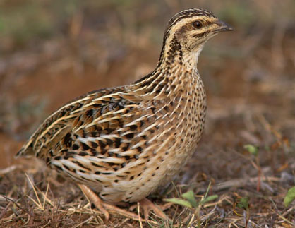 La gotlla (Coturnix coturnix)