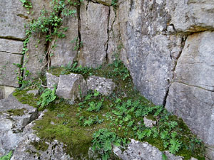 Itinerari de la pedra de Girona. La Torre d'Alfons XII i la Ferradura