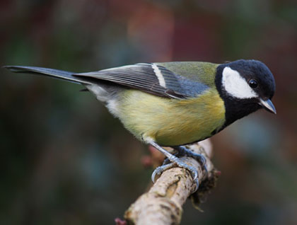 La mallarenga (Parus major)