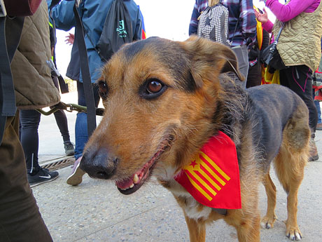 Marxa Groga per la llibertat dels presos pol&iacute;tics i per la Rep&uacute;blica Catalana