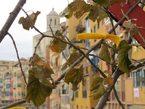 Imatges d'activitats 1-O. Material divers 2017