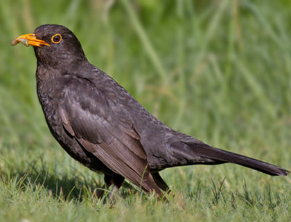 El merlot (Turdus merula)