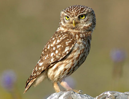 El mussol (Athene noctua)