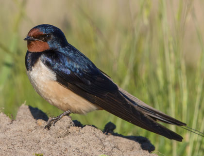 L'oreneta (Hirundo rustica)