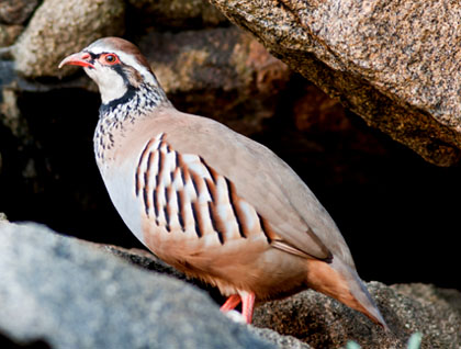 La perdiu (Alectoris rufa)