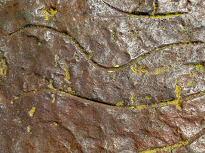 Parcs i jardins de Girona. Parc de les Ribes del Ter