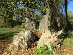 Parcs i jardins de Girona. Parc de les Ribes del Ter