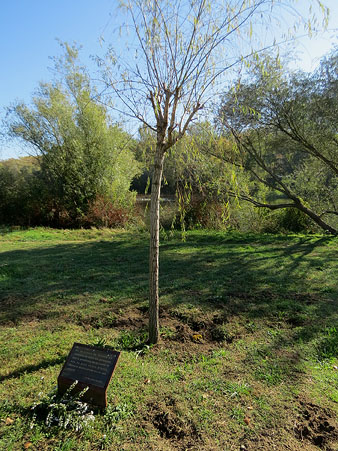 Desmai plantat en mem&ograve;ria de les v&iacute;ctimes gironines de la Covid-19