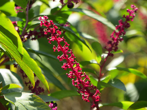 Observacions naturalistes. 11/11/2020
