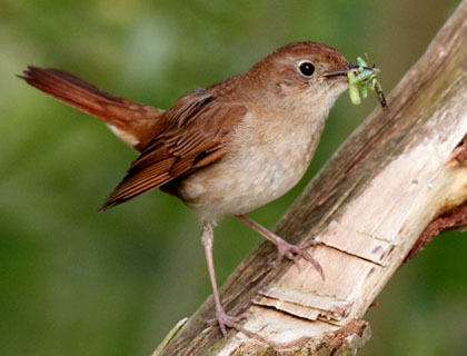 El rossinyol (Luscinia megarhynchos)