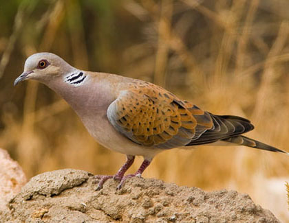 La tórtora (Streptopelia turtur)