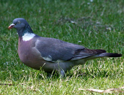 El tudó (Columba palumbus)