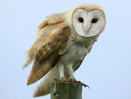 La xibeca (Tyto alba)