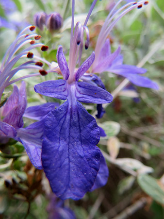 Flora del Jardí de l'Àngel