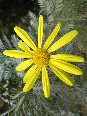 Flora del Jardí de l'Àngel