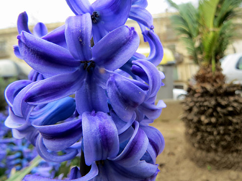 Flora del Jardí de l'Àngel