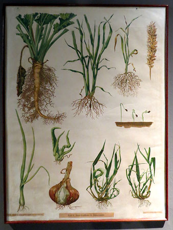 L&agrave;mina did&agrave;ctica. Dr. J. Ritzema Bos, autor. Corvan Loenen, il&middot;lustrador. J. F. Schreiber, impressor. Litografia. Segle XX