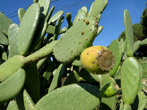 Itinerari de la pedra de Girona. Torre Gironella
