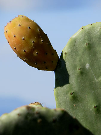 Figuera de moro (Opuntia ficus-indica)