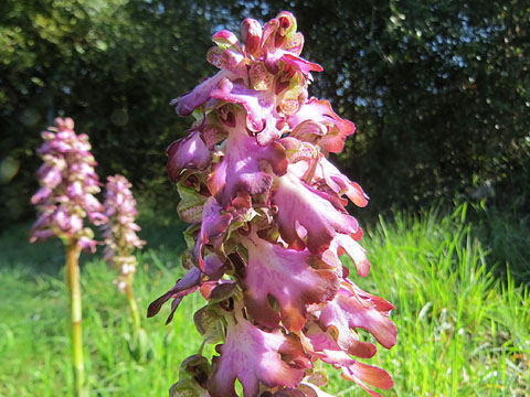 Mosques grosses (Himantoglossum robertianum)