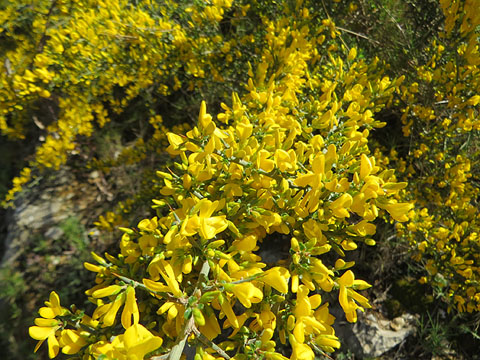 Gatosa europea (Ulex europaeus)